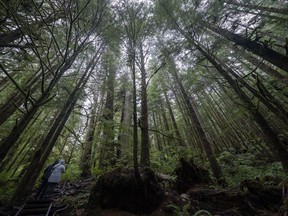 A couple are dwarfed by old growth tress as they walk in Avatar Grove near Port Renfrew, B.C. Tuesday, Oct. 5, 2021. The federal Competition Bureau has started an inquiry into whether industry claims that vast stretches of Canadian forest are sustainably managed constitute false advertising.