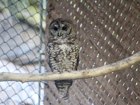 A northern spotted owl is shown at the Northern Spotted Owl Breeding Program (NSOBP) near Hope, B.C. in this undated handout photo. One of just four endangered spotted owls known to be in the wild in British Columbia is now recovering from an injury after being found along some train tracks, slowing the careful plans to revive the species, a breeding program co-ordinator said.
