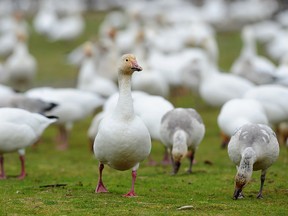 Snow geese congregate on a grass field in Richmond on Jan. 26, 2022, in a file photo.