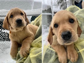 The B.C. SPCA recently took in 21 golden retrievers, including 17 puppies, from a breeder near Quesnel. It's part of an influx of surrendered animals from people who set up breeding operations during the COVID-19 pandemic.