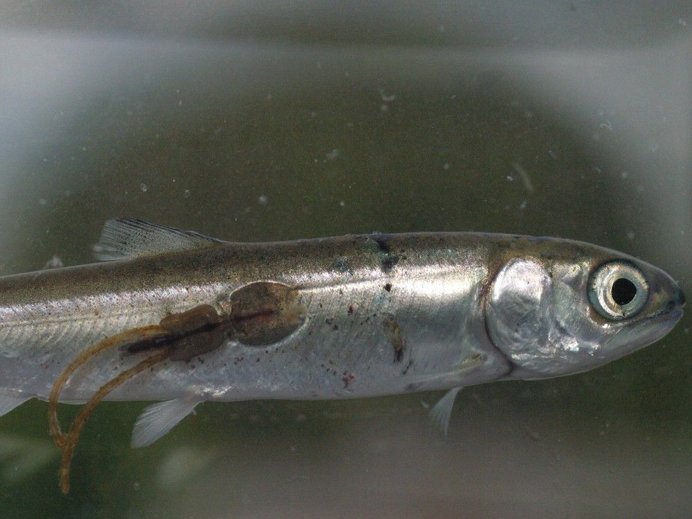 Fisheries scientists call out Ottawa over 'flawed' sea lice