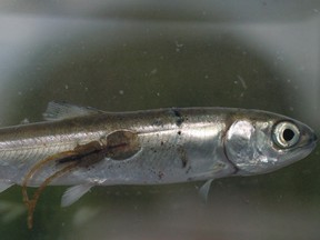 Juvenile salmon with sea lice.