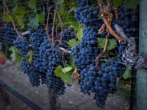 Wine lovers have growing options on the shelf to enjoy their favourite beverage as producers in B.C. offer smaller container sizes. Ripe grapes hang on vines in Oliver, B.C. on Sept. 12, 2016.