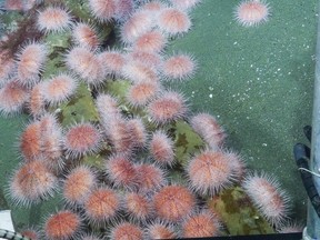 Deepsea fragile pink sea urchin aggregating to feed on decaying seaweed at the Endeavour site during a 2016 expedition, is seen in this image provided February 7, 2023. Pink urchins like these are expanding their territory into shallower B.C. water. Researchers say the movement is a sign of how fast climate change is impacting life in the water.