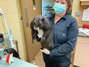 Marmot keeper Tawny Molland holds Van Isle Violet for a pre-hibernation exam. Via Marmot Recovery Foundation