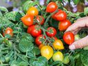 Potted Sweet Valentine hybrid cherry tomato is ideal for apartment dwellers with a sunny location and for home gardeners who are short on space to plant.