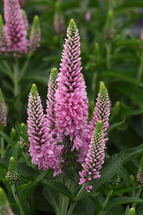 Veronica Skyward Pink.