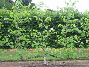 Wisley Gardens demonstrates how espalier can be done with a variety of fruits, including grapes and cherries.