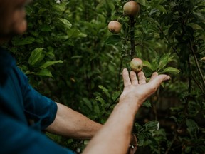 Columnar apple trees are a great option for smaller gardens.