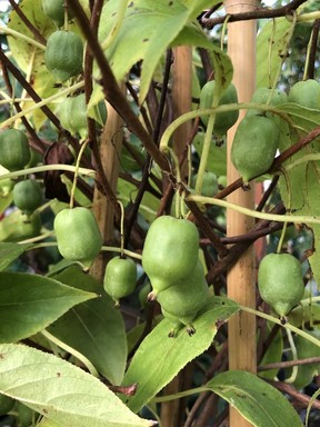 Issai kiwis (self-fertile) can be trained to create privacy and produce a lot of fruit too!