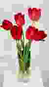 Spring tulip arrangement by Garden Party Flowers.
