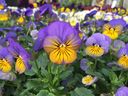 The bright, cheery faces of pansies and violas are a welcome sight in spring gardens.
