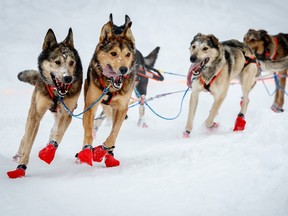 Aaron Peck lead dogs on the bike/ski trail during the ceremonial start day of the 2018 Iditarod in Anchorage, Alaska on Saturday, March 3 2018.  Photo by Jeff Schultz/SchultzPhoto.com