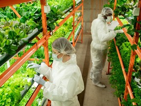 Two young intercultural workers of vertical farm in protective workwear standing in aisle by shelves with green lettuce seedlings during work