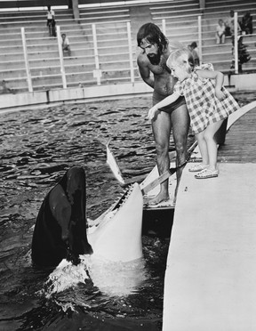 Chastity (now Chaz) Bono, the two-year-old child of pop duo Sonny and Cher, feeding the captive killer whale, Lolita, at the Seaquarium in Miami, Florida, in 1973.