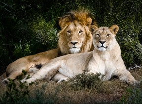 African lions sitting side by side are pictured in this file photo.