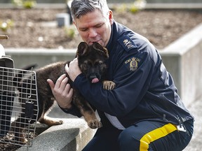 RCMP Deputy Commissioner Dwayne McDonald joins police dogs Rip and Rev and their handlers at E Division headquarters in Surrey on Tuesday.