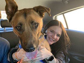 Surrendered dog Scott enjoys a ride tho the hotel for a sleepover.