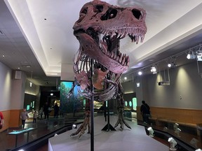 This picture provided by Chicago's Field Museum of Natural Museum on March 30, 2023 shows the skeleton of Sue the Tyrannosaurus rex at the Field Museum of Natural History.