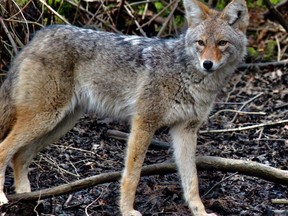 File photo of a coyote near Lost Lagoon in Stanley Park. Photo by Bernie Steininger.