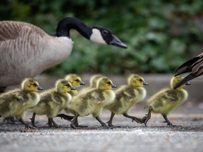 Canada geese lead their goslings along the False Creek seawall in Vancouver on April 29, 2021. The Vancouver Board of Parks and Recreation is asking residents to keep an eye out for nesting Canada geese so that staff can replace their eggs with ones that have been frozen to help control the population.