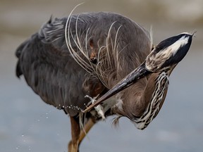 A great blue heron holds a small fish in its beak after plucking it from the waters off Spanish Banks during low tide in Vancouver on July 19, 2020. A breeding colony of blue herons in Vancouver's Stanley Park is anything but normal; it's a noisy, busy place with many human activities, yet experts say the birds somehow thrive.