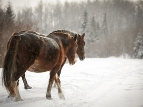 A biologist and wild horse researcher is calling for stronger federal and provincial protections for the animals after 17 carcasses were found in rural B.C.