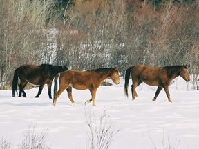 Wild horses in the Chilcotin. Some people want to see more protection for wild horses, and others view them as competition for cattle or wildlife.