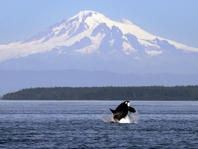 In this July 31, 2015, file photo, an orca whale breaches in view of Mount Baker, some 60 miles distant, in the Salish Sea in the San Juan Islands, Washington State.