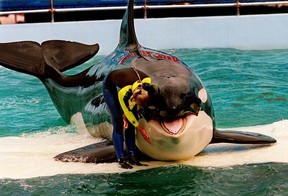 In this March 9, 1995, file photo, trainer Marcia Hinton pets Lolita, a captive orca whale, during a performance at the Miami Seaquarium in Miami.