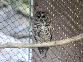 A northern spotted owl is shown at the Northern Spotted Owl Breeding Program (NSOBP) near Hope, B.C. in this undated handout photo.