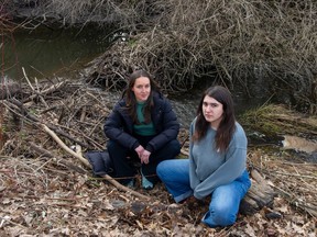 Laura Pandolfo (left) of Climate Crisis Langley Action Partners and Brit Gardner of the West Creek Awareness Group, at a breached beaver dam on the West Creek off of 272nd Street in the Gloucester Industrial Park in the Township of Langley on March 7, 2023. The pair believe beaver dams in the area are being dismantled in order to drain wetlands in order to make room for further industrial development.