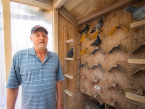 David Kaplan of Langley's North Road Racing Pigeon Society said the birds could have been reared to identify the Abbotsford prisons as home.