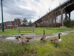 The geese are out, enjoying Cultural Harmony Grove beside the Burrard Street Bridge, and near the seawall, on the south side of False Creek. ‘A patch of grass with trees and a few benches,’ is how seawall critic Uytae Lee puts it. ‘I guess one way to create harmony is to make a park so boring everyone agrees not to use it.’