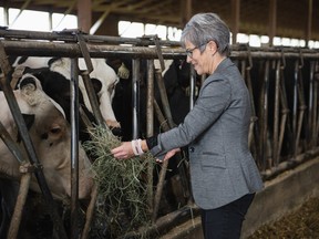 Post-Secondary Education Minister Selina Robinson feeds a cow a mouthful of hay at Schurstar Dairy in Abbotsford on Thursday ahead of a funding announcement to address B.C.'s veterinarian shortage.