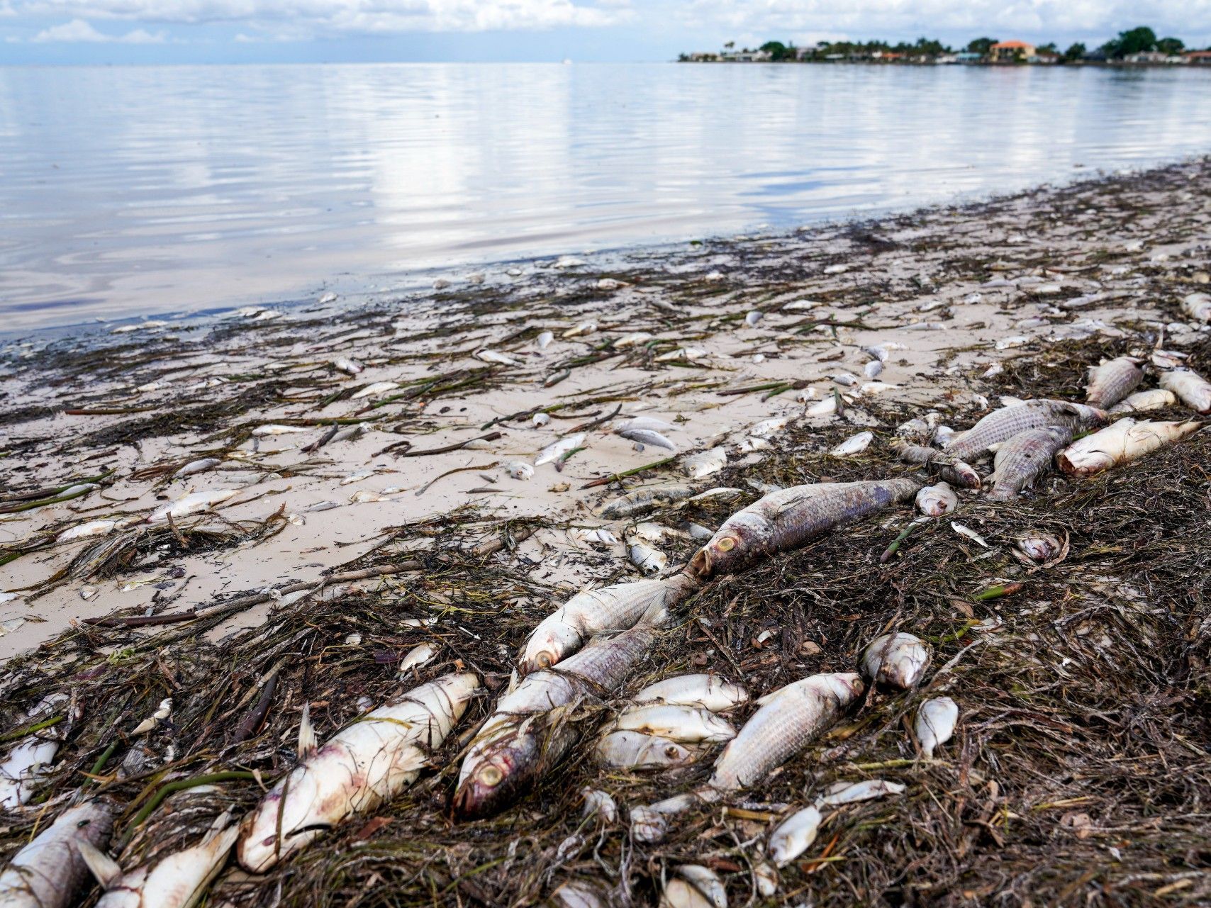 Beachgoers warned away as toxic red tide flares up on Florida's Gulf ...