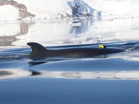 An Antarctic minke whale is seen in the waters off the West Antarctic Peninsula in this 2019 handout photo. Researchers used noninvasive suction tags to study the behaviour of these whales as they fed on Antarctic krill.  Courtesy of David Cade, Hopkins Marine Station, Stanford University/NMFS permit #23095