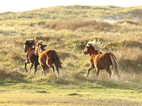 Wild horses run on the grasslands of the remote Sable Island National Park Reserve on the Atlantic coast's Sable Island, Nova Scotia.