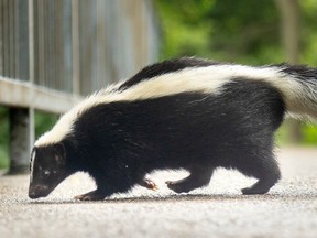 A striped skunk walks across a pedestrian walkway bridge in London, Ont., in this file photo. It's been discovered that eight skunks found dead in Metro Vancouver had Avian Flu.