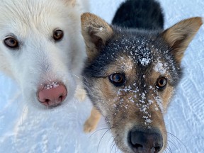 A couple of the dogs encountered during the 2022 trip to Nunavut.