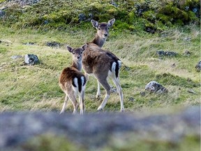 Controlled hunting and periodic culls over the years have reduced the number of fallow deer from thousands in the 1980s to around 400 to 500. TIMES COLONIST