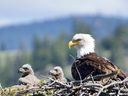 An eagle and her eaglets. In the Fraser Valley, eagles are finding new nesting sites and food sources on farmland as climate change alters salmon runs.