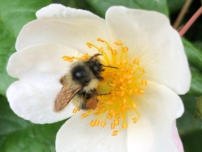 Remember that some pollinators are active year-round. Grow flowering plants for all seasons to provide them with a steady source of pollen and nectar.
