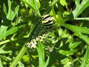 Sharing your garden with beneficial insects and pollinators is a good thing. You might lose a few leaves, but supporting their habitat is so important.