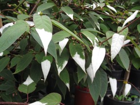 The foliage of actinidia kolomikta is very striking, looking as though it has been dipped in paint.