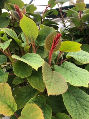 Create a lush privacy screen with fast-growing kiwis, and you will truly enjoy the fruits of your labour before you know it.