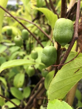 The smaller fruit of Issai are sweet and delicious and, as they’re self-fertile, you only need one plant for production.