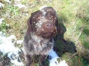 Dog covered in houndstongue: Cynoglossum officinale.