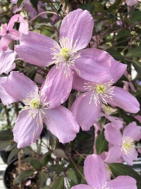 The June-flowering clematis montana has an attractive dark green foliage.