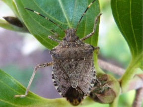 The brown marmorated stink bug is the latest creature that’s wreaking havoc on the west coast.